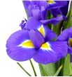 Iris blue magic 62 - IRIBLUMAG2
