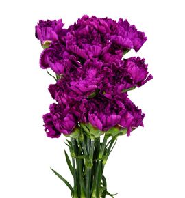 Clavel select morado - CLACOLMOR