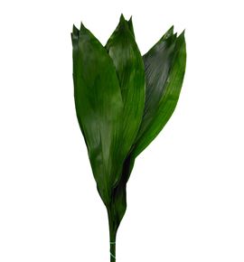 Aspidistra 90cm - ASP