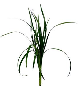 Lillygrass 70 - LILGRA