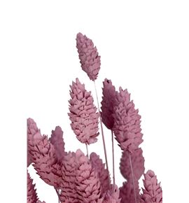Phalaris rosa claro - PHAPINMIS