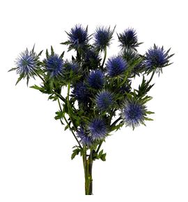 Eryng magnetar qstar 70 - ERYMAGQST