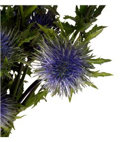 Eryng magnetar qstar 70 - ERYMAGQST