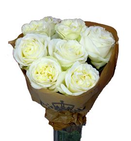 Rosa hol lady lindsey 60 - RGRLADLIN