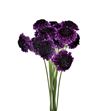 Scabiosa raspberry scoop 60 - SCARAPSCO