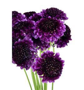 Scabiosa raspberry scoop 60 - SCARAPSCO