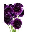 Scabiosa raspberry scoop 60 - SCARAPSCO1