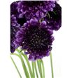 Scabiosa raspberry scoop 60 - SCARAPSCO2
