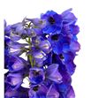 Delphinium delphi´s opaal 100 - DELDELOPA1