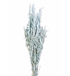 Avena seca azul claro - AVESECAZUCLA