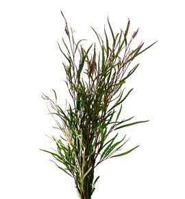 Grevillea spiderman 90 - GRESPI