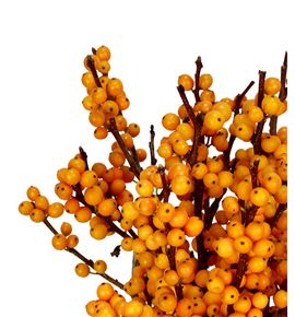 Ilex golden verboom 60 - ILEGOLVER