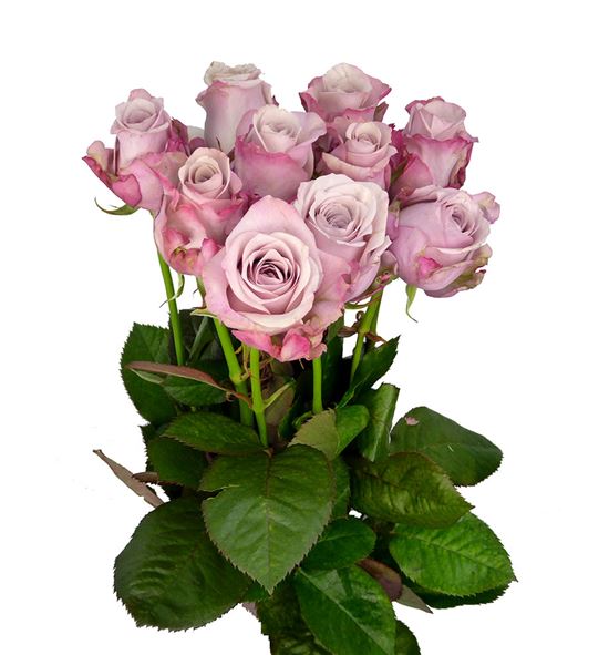 Rosa hol. lovelace 50 - RGRLOV