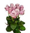 Rosa hol. lovelace 50 - RGRLOV