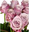 Rosa hol. lovelace 50 - RGRLOV1