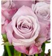 Rosa hol. lovelace 50 - RGRLOV2