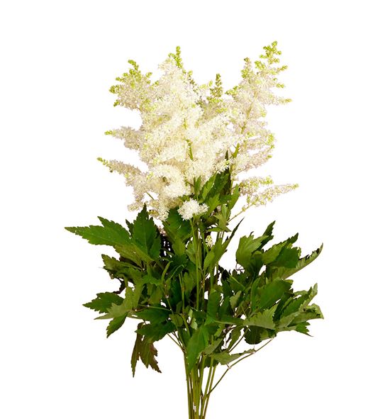 Astilbe close harmony 50 - ASTCLOHAR