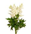 Astilbe close harmony 50 - ASTCLOHAR