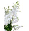 Astilbe close harmony 50 - ASTCLOHAR1