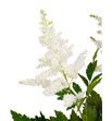 Astilbe close harmony 50 - ASTCLOHAR2