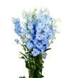 Delphinium dewi boy 80 - DELDEWBOY