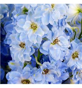 Delphinium dewi boy 80 - DELDEWBOY