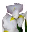 Iris casablanca 62 - IRICASA2