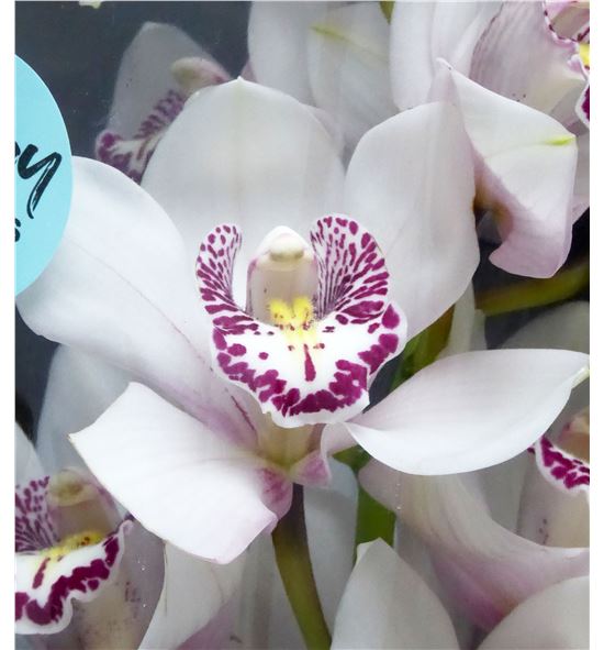 Cymbidium avalanche x6 - CYMBAVA2