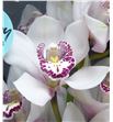 Cymbidium avalanche x6 - CYMBAVA2