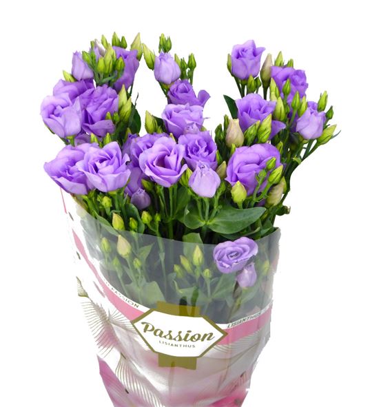 Lisianthus croma lavender 75 - LISCROLAV