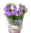 Lisianthus croma lavender 75 - LISCROLAV