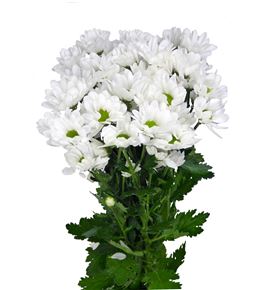 Marg hol. chic blanca - MHCHI