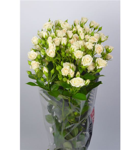 Rs ramificada cream gracia 70 - RTRCREGRA