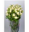 Rs ramificada cream gracia 70 - RTRCREGRA