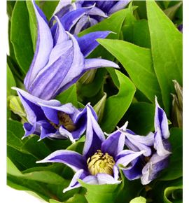 Clematis amazing oslo 60 - CLEAMAOSL