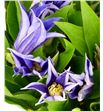 Clematis amazing oslo 60 - CLEAMAOSL1