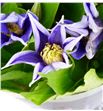 Clematis amazing oslo 60 - CLEAMAOSL2