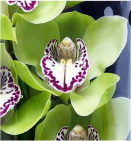 Cymbidium mrs robin hood x6 - CYMBMRSROBHOO2