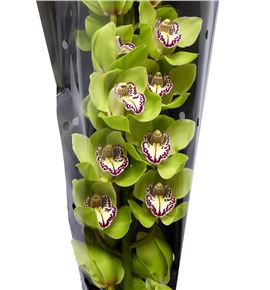 Cymbidium mrs robin hood x6 - CYMBMRSROBHOO2