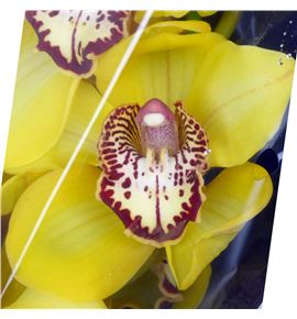 Cymbidium la vie stella x6 - CYMBVIESTE1
