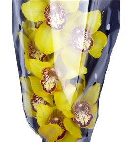 Cymbidium la vie stella x6 - CYMBVIESTE1