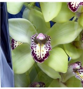 Cymbidium saffier x6 - CYMBSAF2