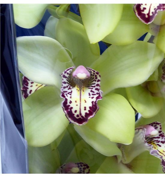 Cymbidium saffier x6 - CYMBSAF2