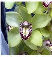Cymbidium saffier x6 - CYMBSAF2