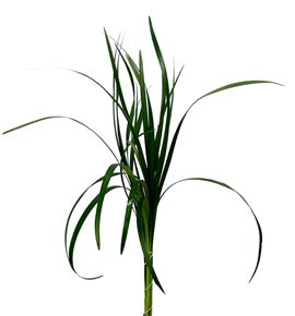 Lillygrass 80 - LILGRA