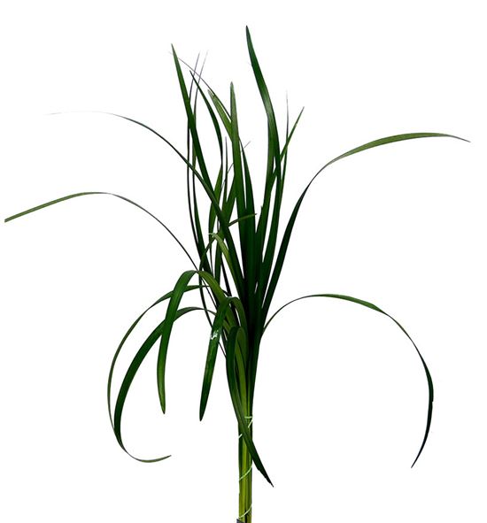 Lillygrass 80 - LILGRA