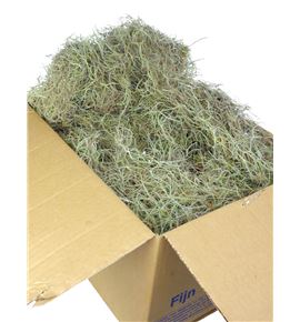 Tillandsia caja - TILCAJ