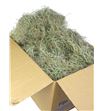 Tillandsia caja - TILCAJ