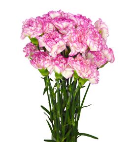 Clavel fancy blanco rosa - CLACOLBLAROS