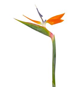 Strelitzia nac x5 tallos - STR